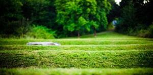 Leaf or Massage Accessories