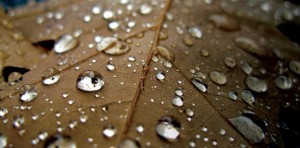 Leaf or Massage Accessories